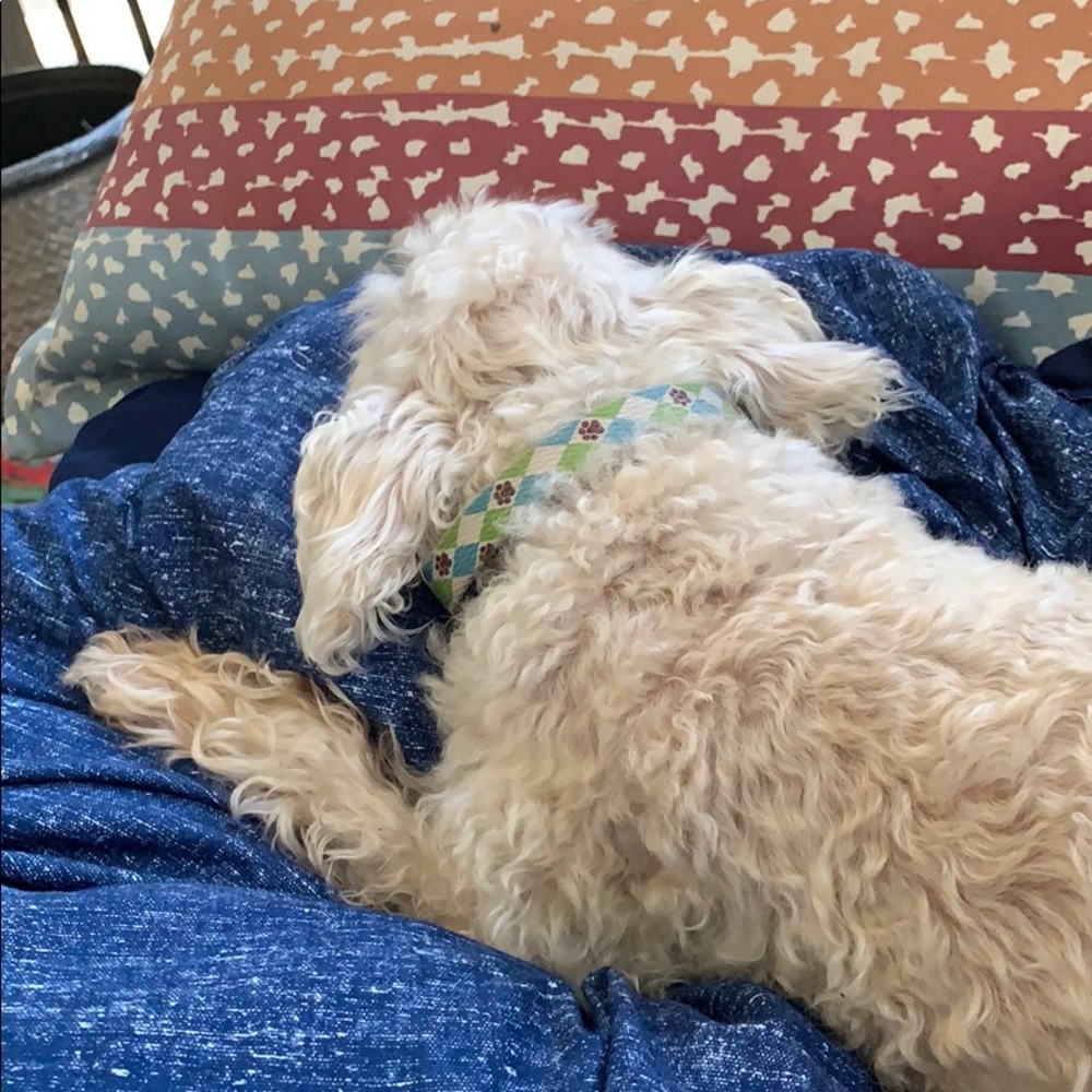 Meet your Posher, Riley’s